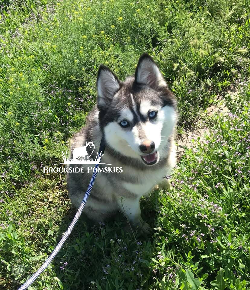 Aurora_Brookside_Pomsky_F2.jpeg
