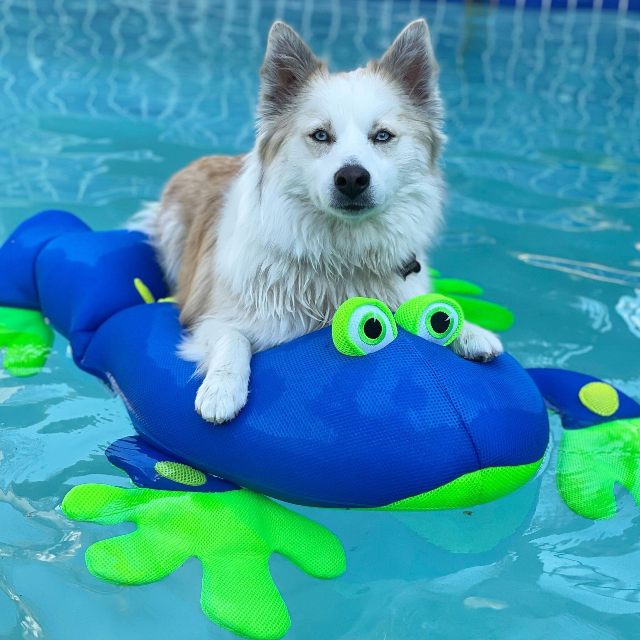 Ways to Keep Pomskies Cool This Summer!