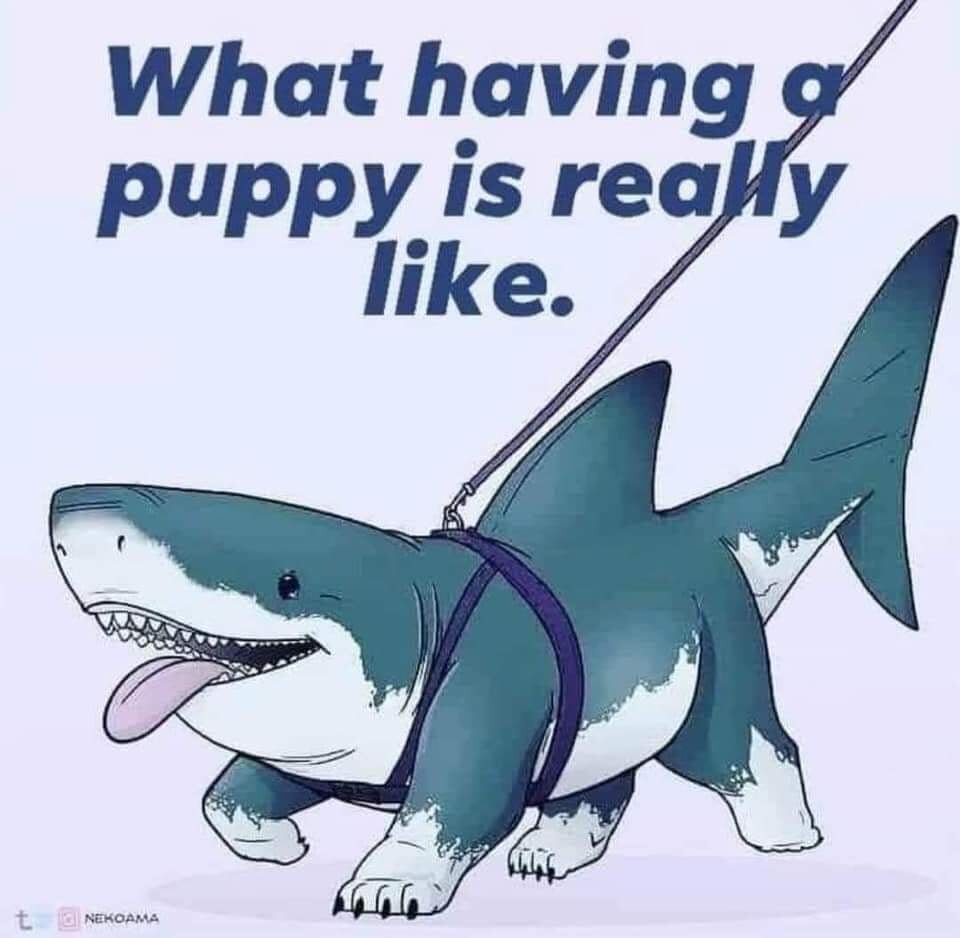 Puppy Biting Issues