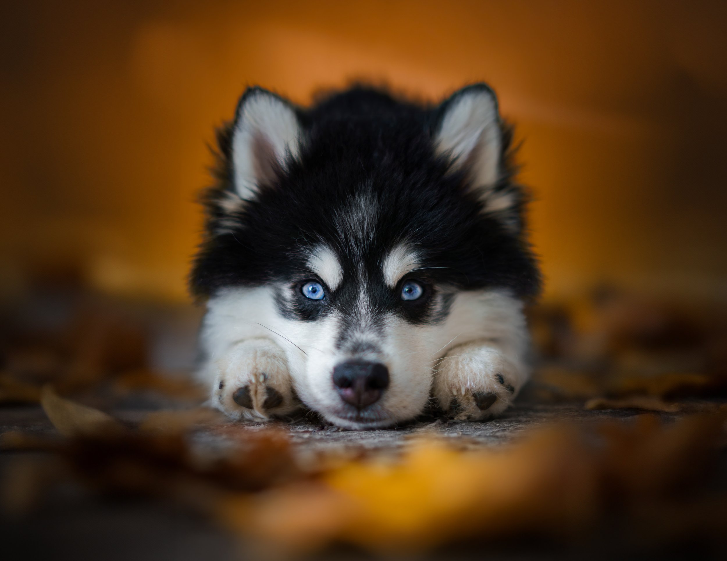 Why not buy from pet store?