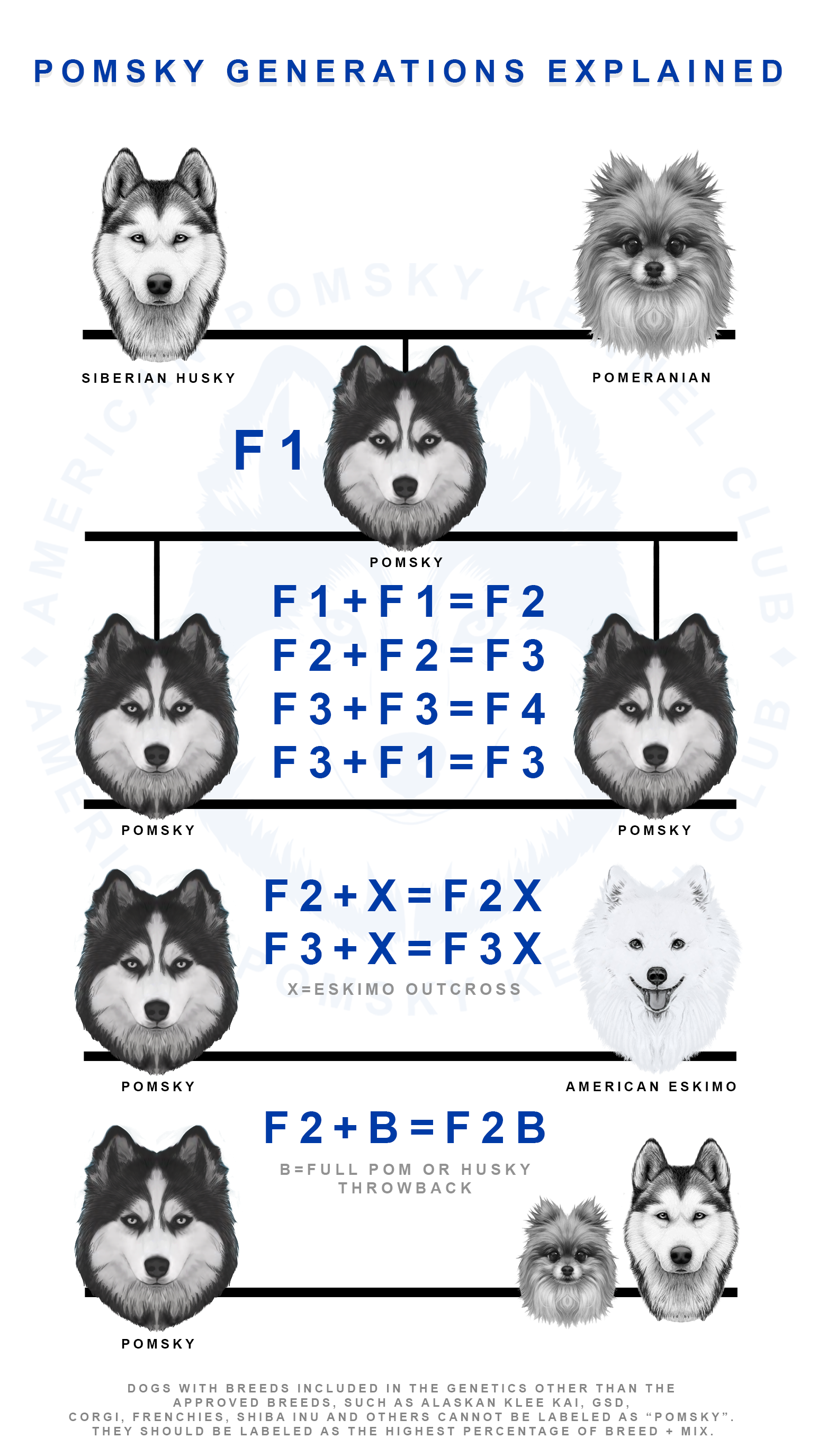 Ckc Multigen Pomsky Pomsky Generations Explained — APKC
