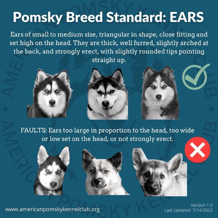 Pomsky Standar How Do You Breed Pomsky