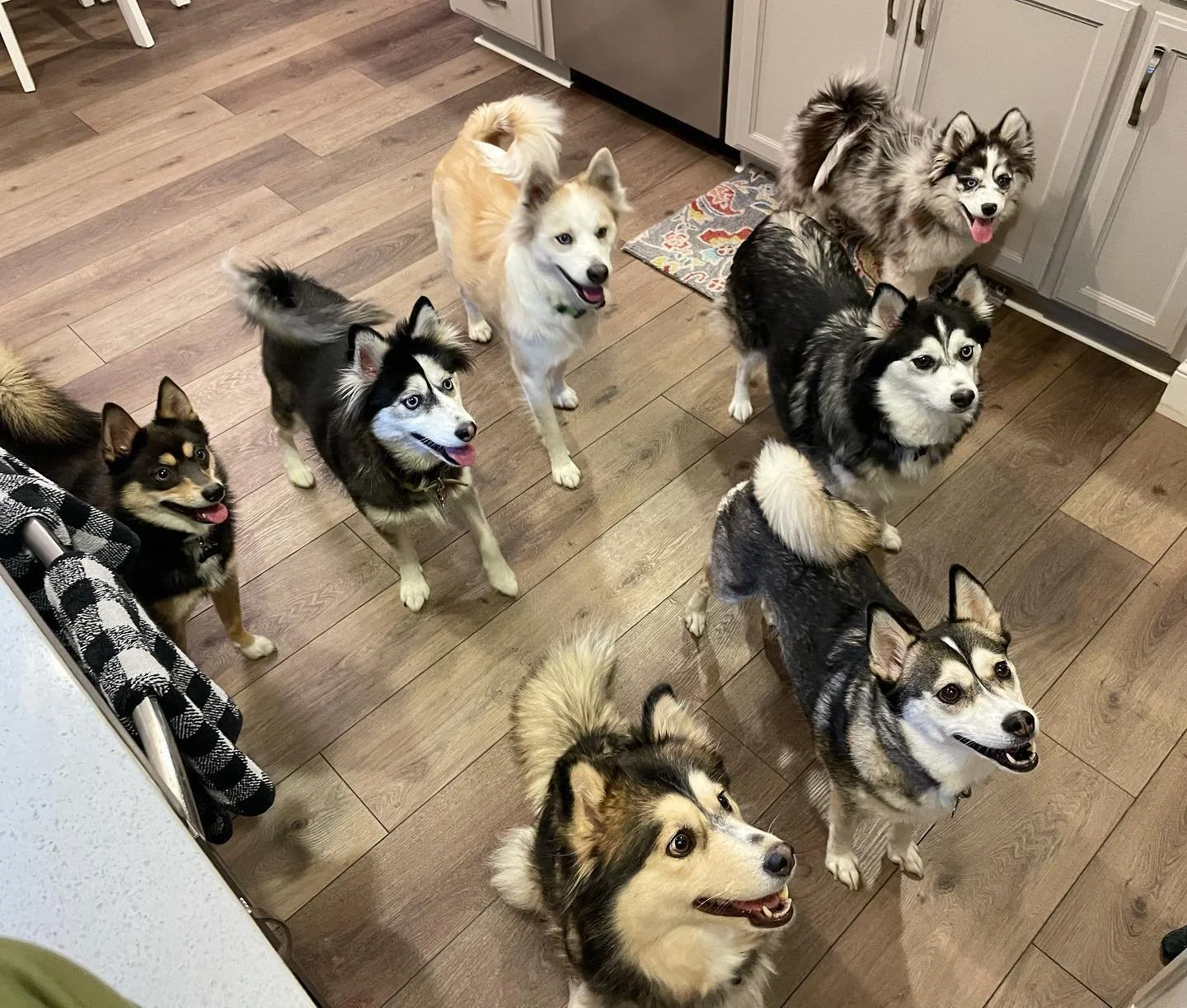 Pomsky Breeders Pomsky Puppies For Sale Los Angeles San Francisco Pomsky Breeders Pomsky Puppies For Sale Los Angeles San Francisco