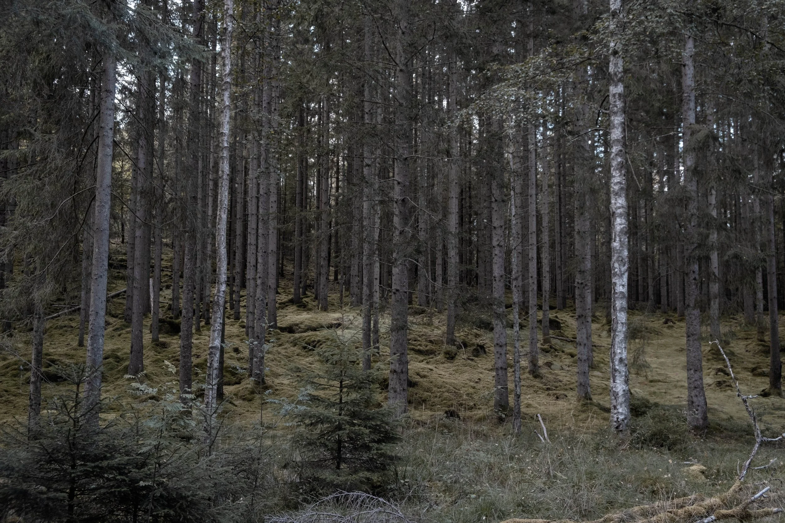 DSCF3272.jpg