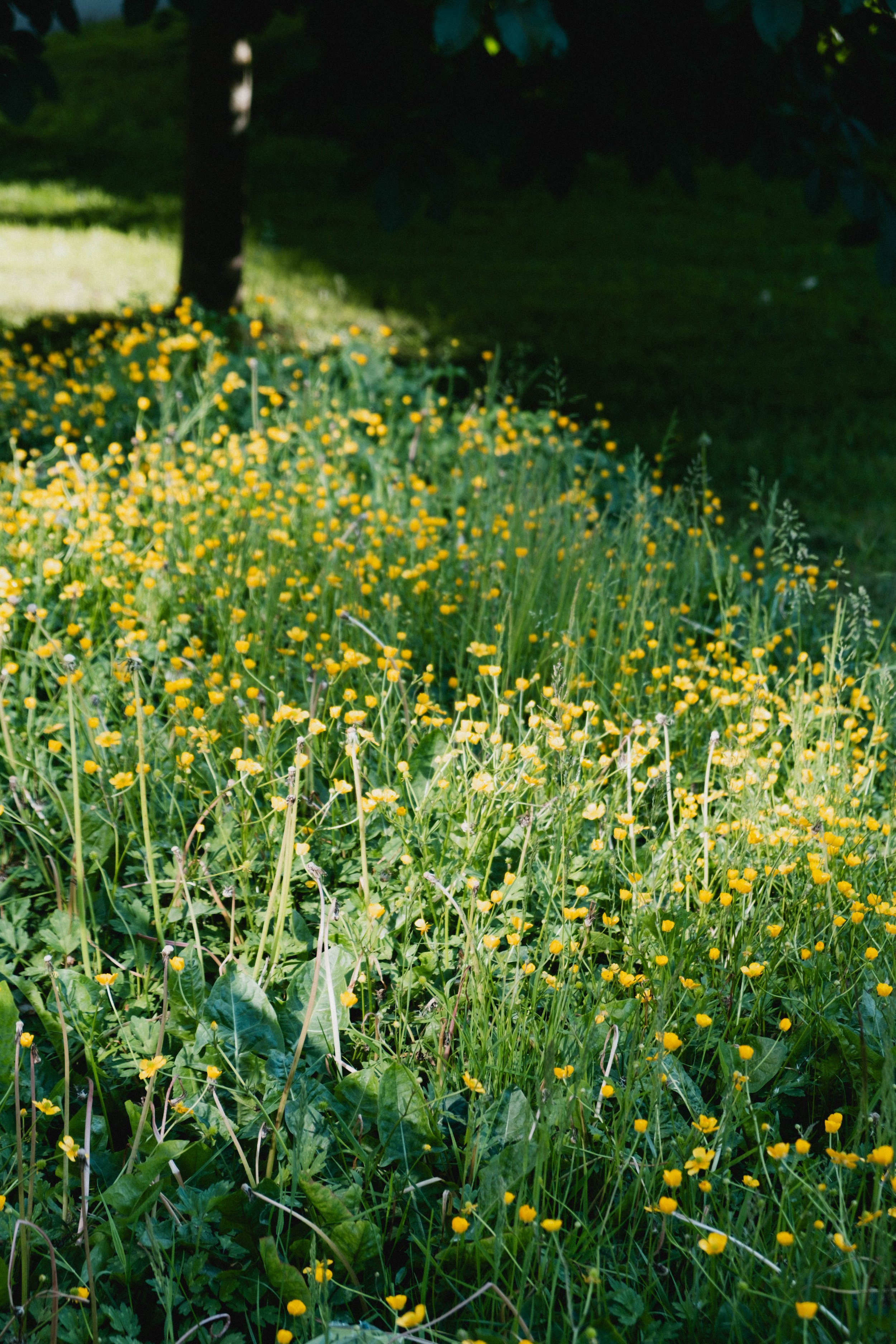 DSCF4411.jpg
