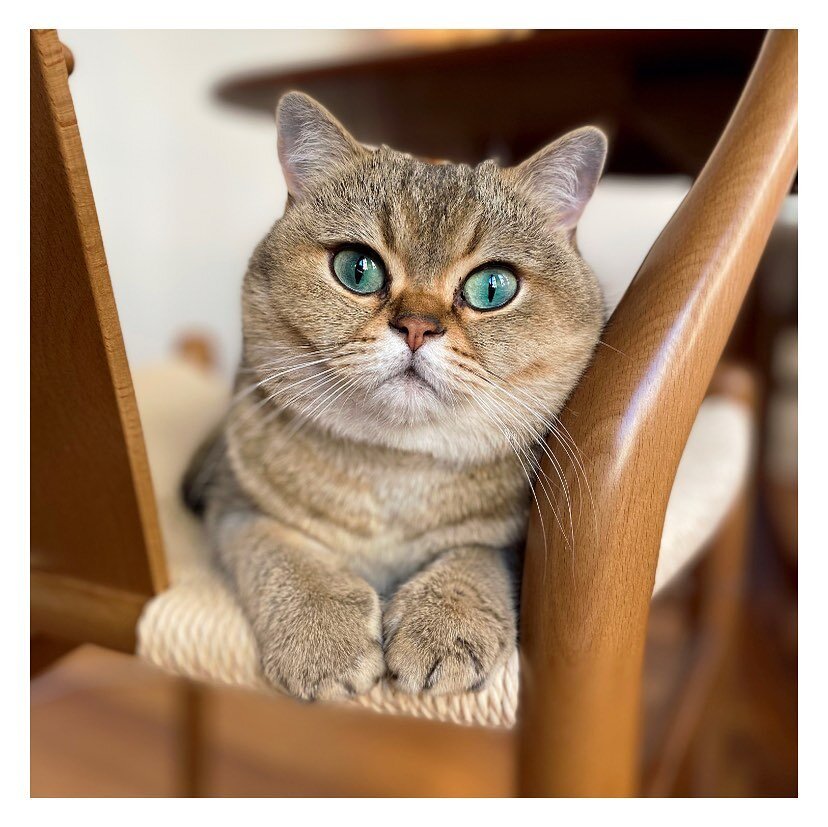 Happy #NationalCatDay to this fuzzy little foreigner. #BritishShorthair