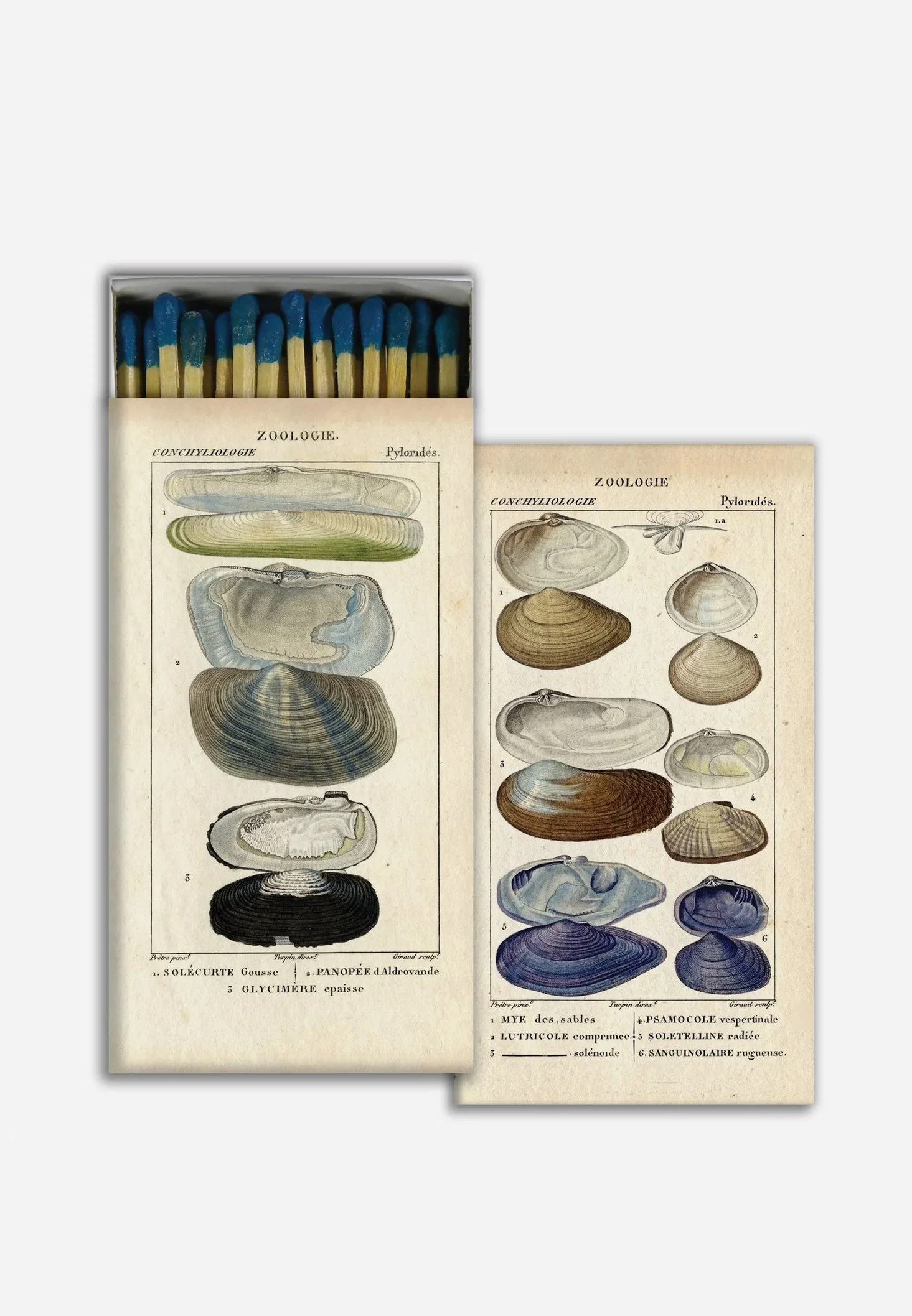 Homart Seashell Specimens.jpg