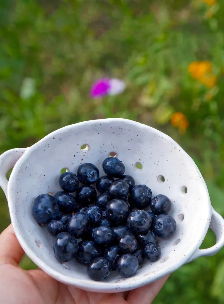 Handbuilding Workshop: Stoneware Berry Bowl