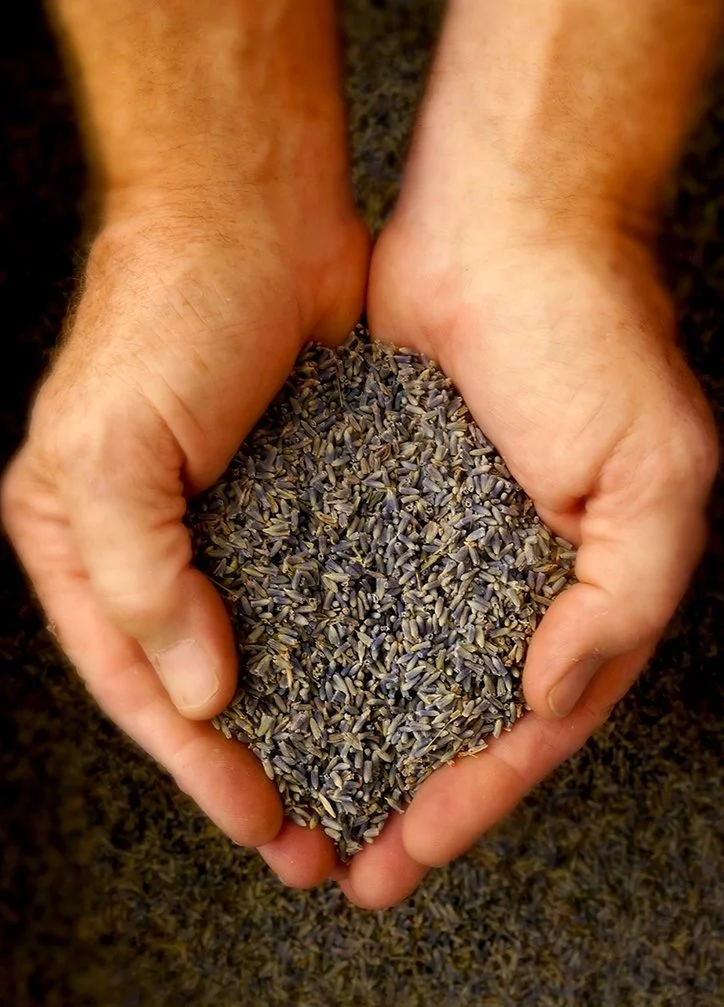 5 Lavande Lavender Bud Sachet.jpg
