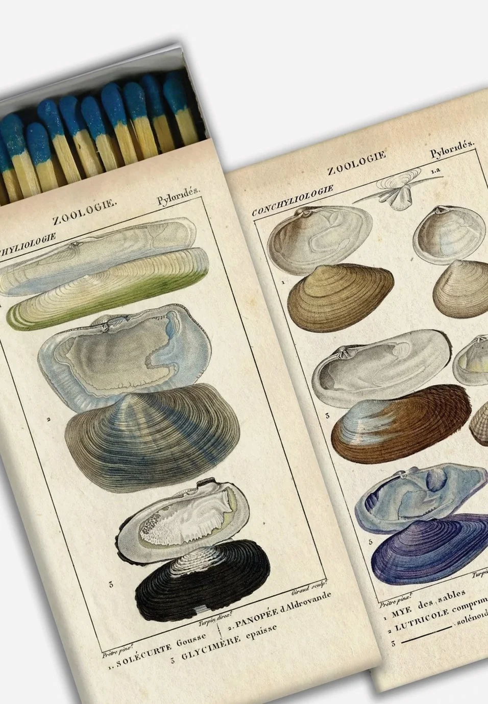 2 Homart Matches Seashell Specimens.jpg