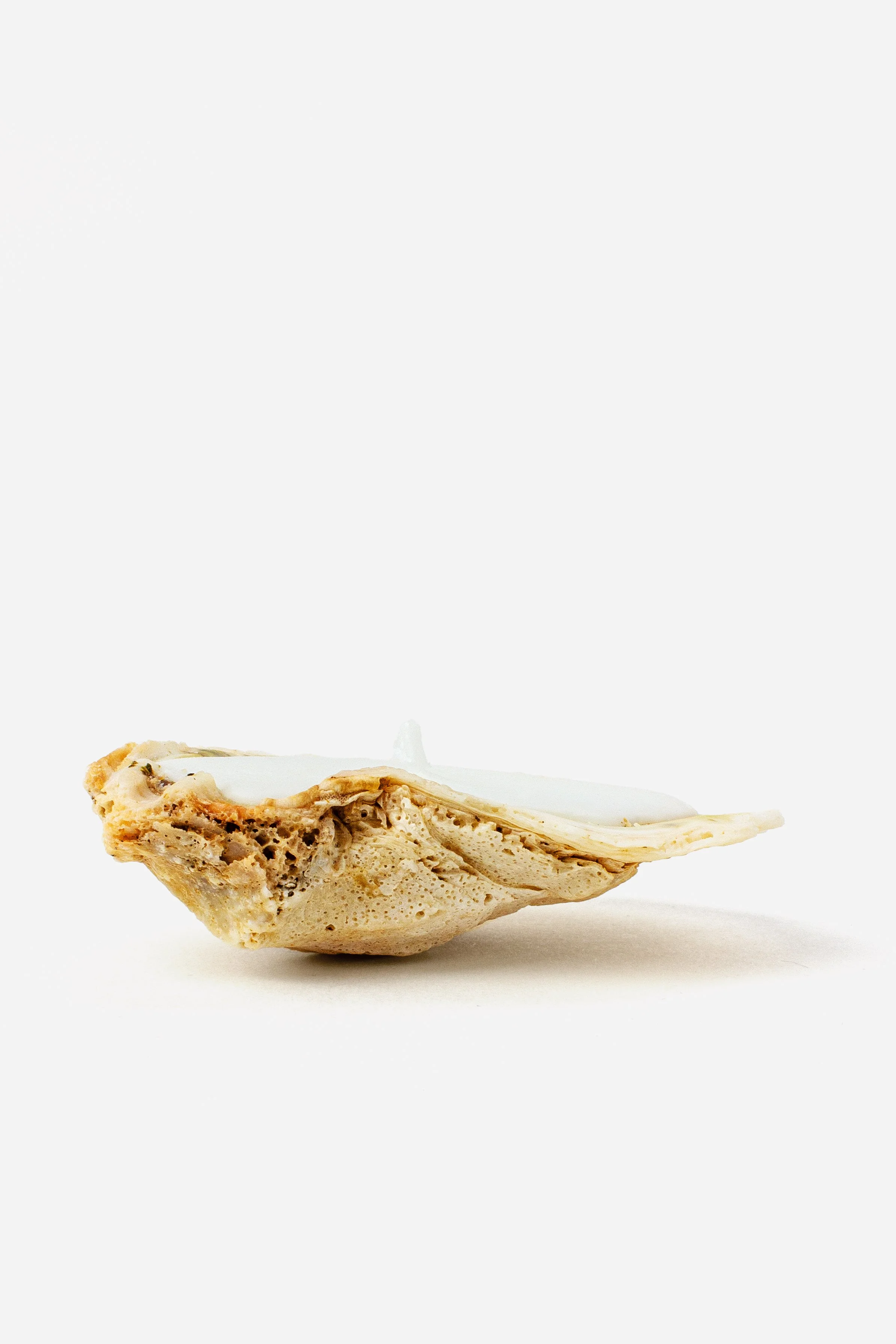Oyster Shell Candle.jpg