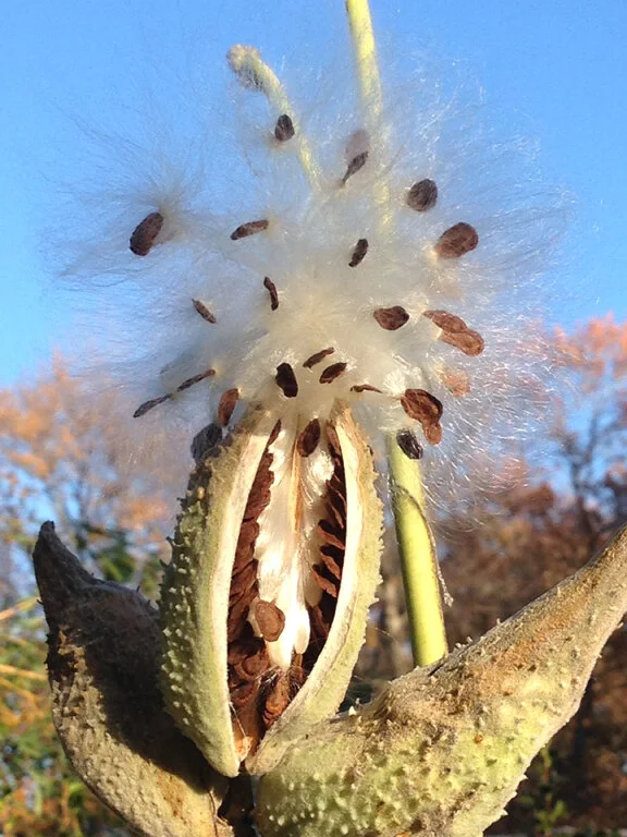 Milkweed seeds on the cusp of dispersal