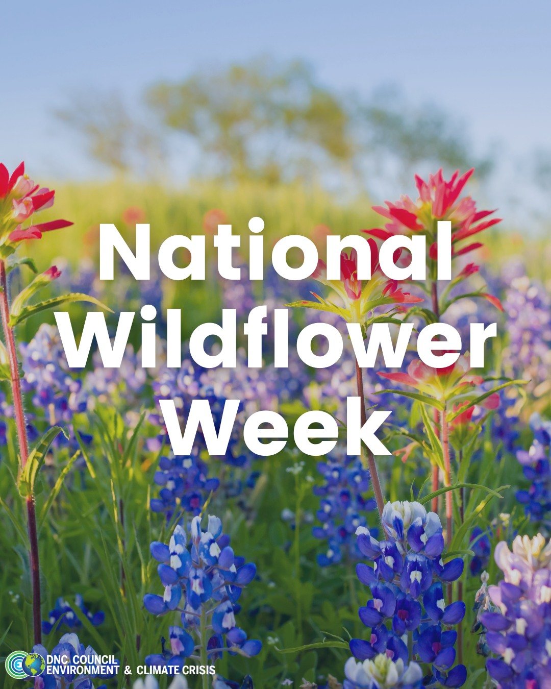 The first week of May is National Wildflower Week!🌺

Flowers feed pollinators, help our food grow, and so much more. Developing a closer connection with nature can help us appreciate and protect it.
.
.
.
.
#NationalWildflowerWeek
#WildflowerWeek
#W