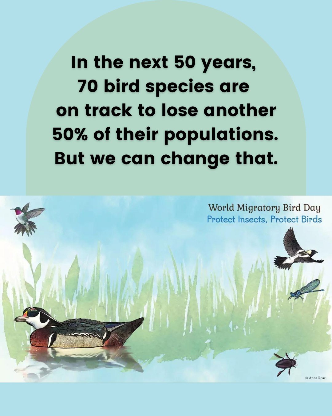 🐦On this World Migratory Bird Day, we recognize the interconnectedness of climate change and declining bird populations.
.
.
.
#ClimateChange #WorldMigratoryBirdDay #SaveTheBirds #ClimateCrisis