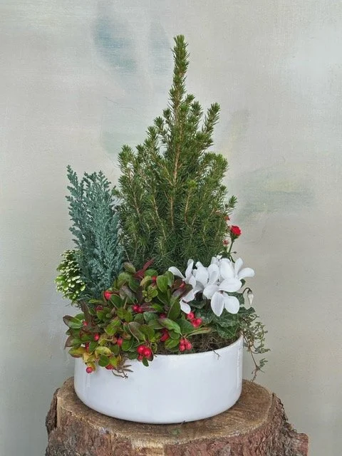 Festive Seasonal Garden