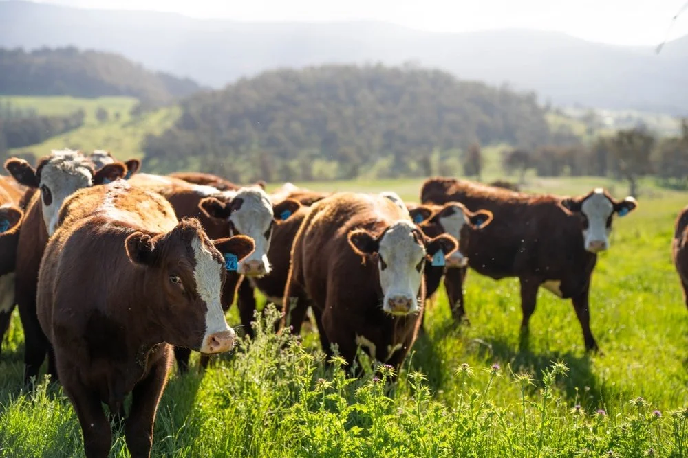 Grass fed and grass finished beef
