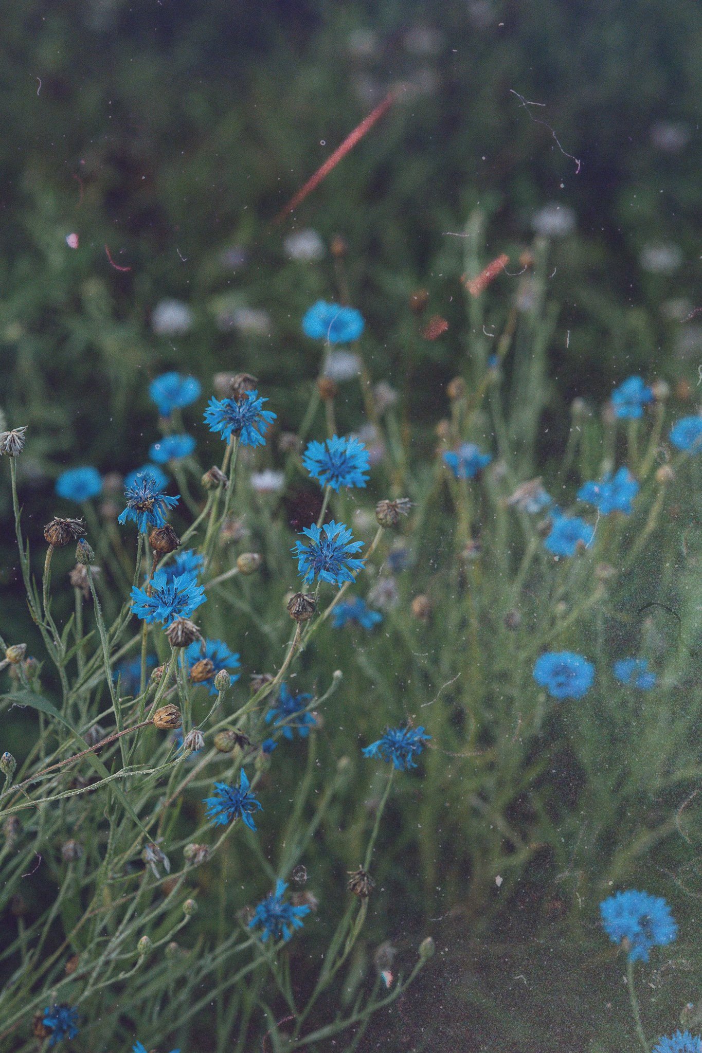IMG_9547.jpg