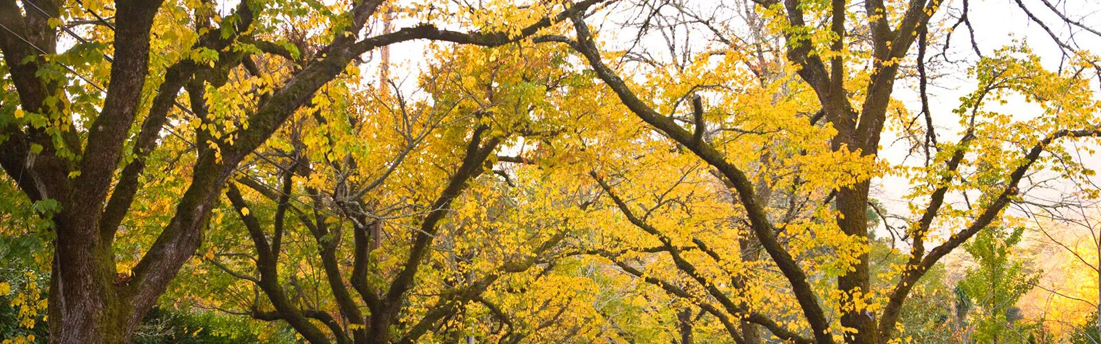 RPOA_Yellow_Trees_Header.jpg