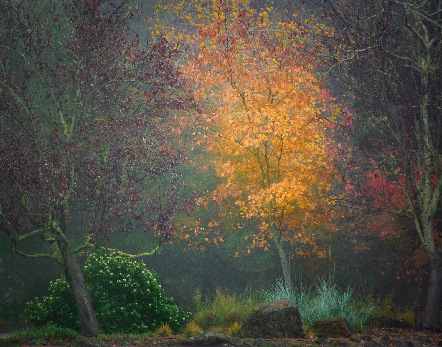 A Misty Morning at Marin Art &amp; Garden Center