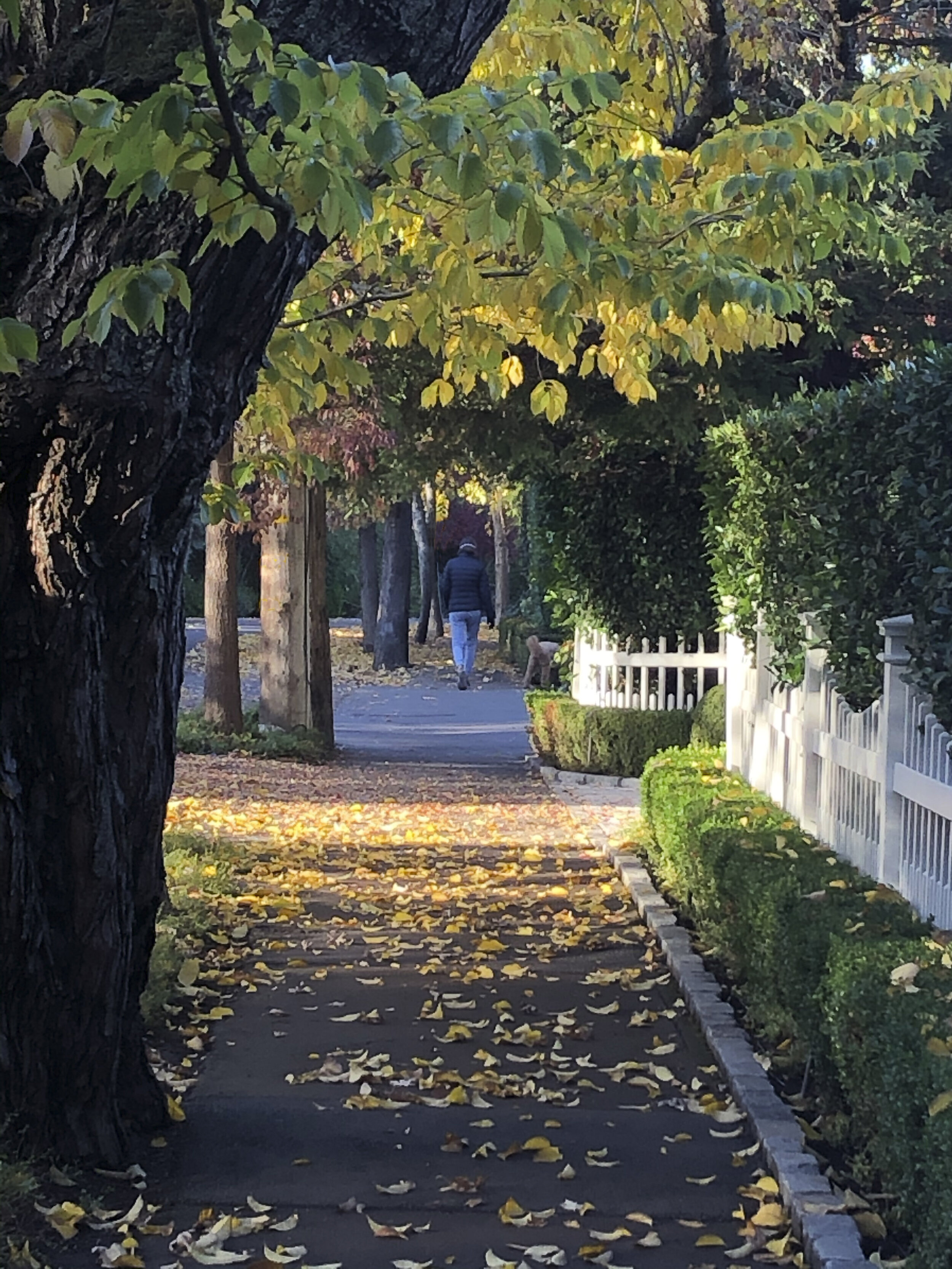 Fall Afternoon on Shady Lane