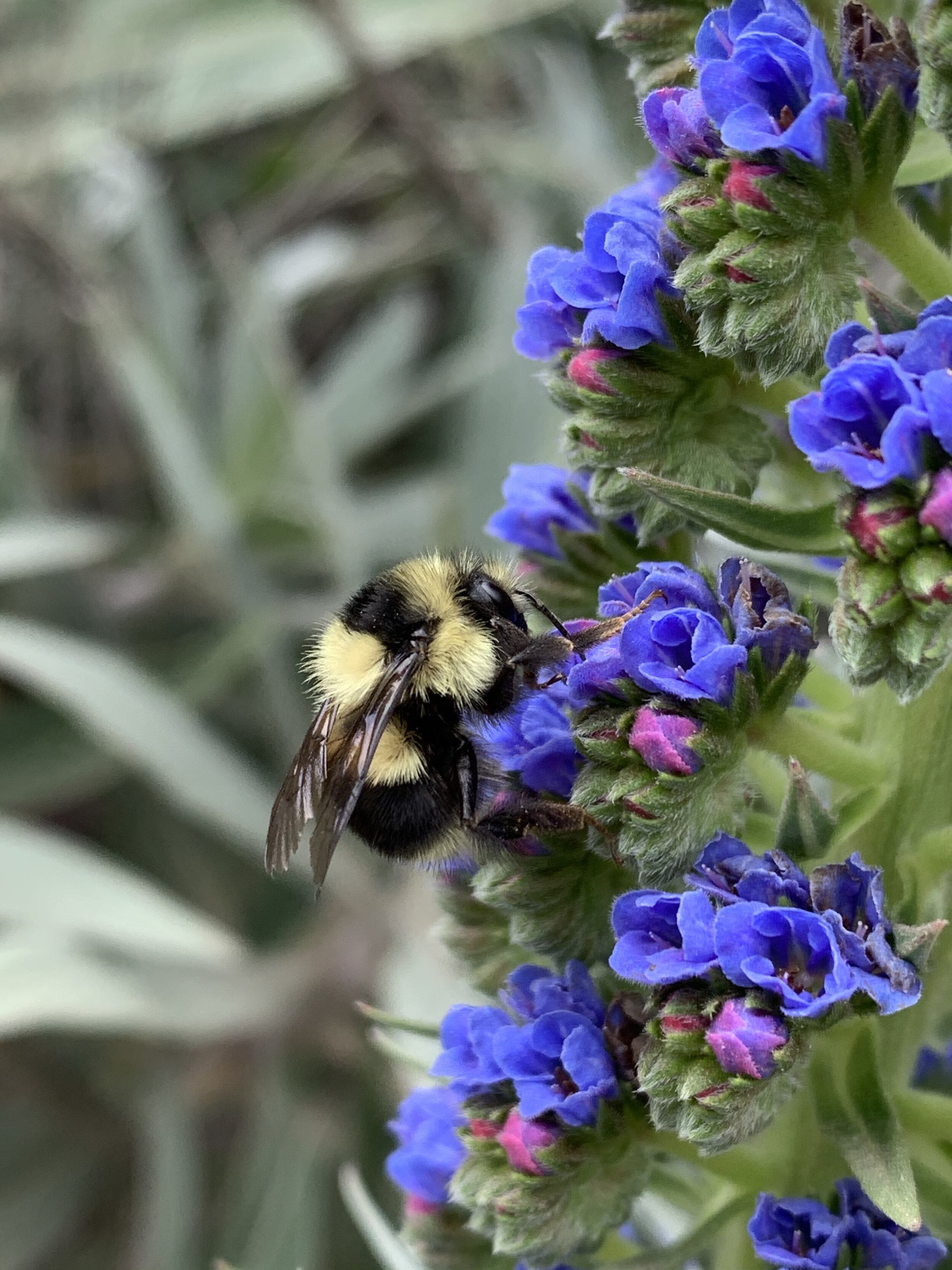 Phoenix Lake Bumblebee