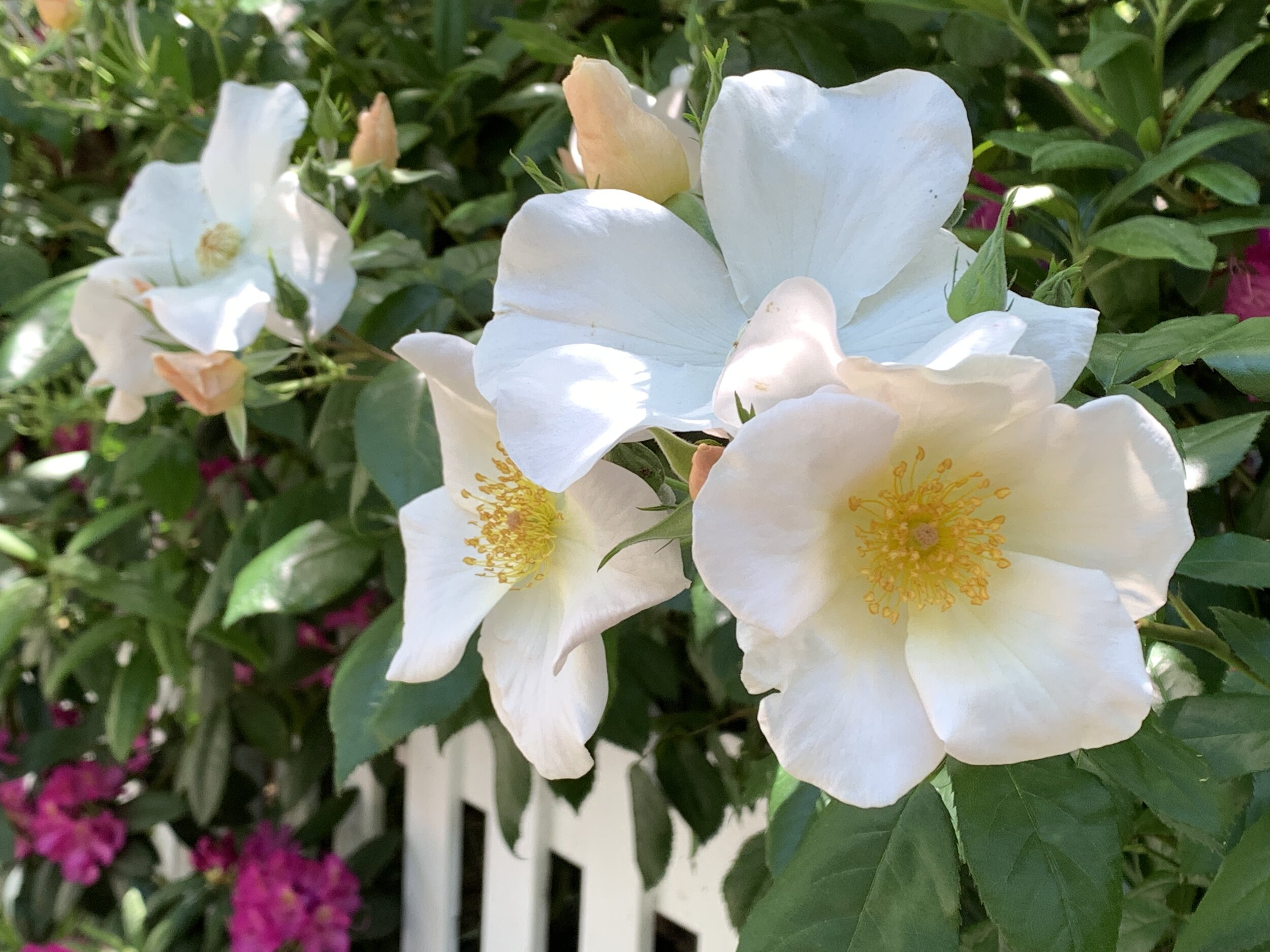 Sally Holmes Rose on Lagunitas