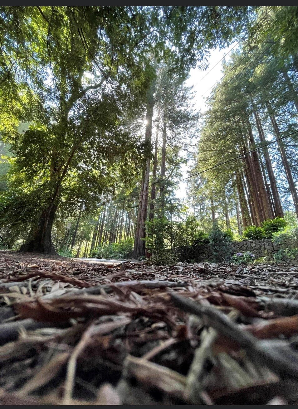 Walking through the Redwoods