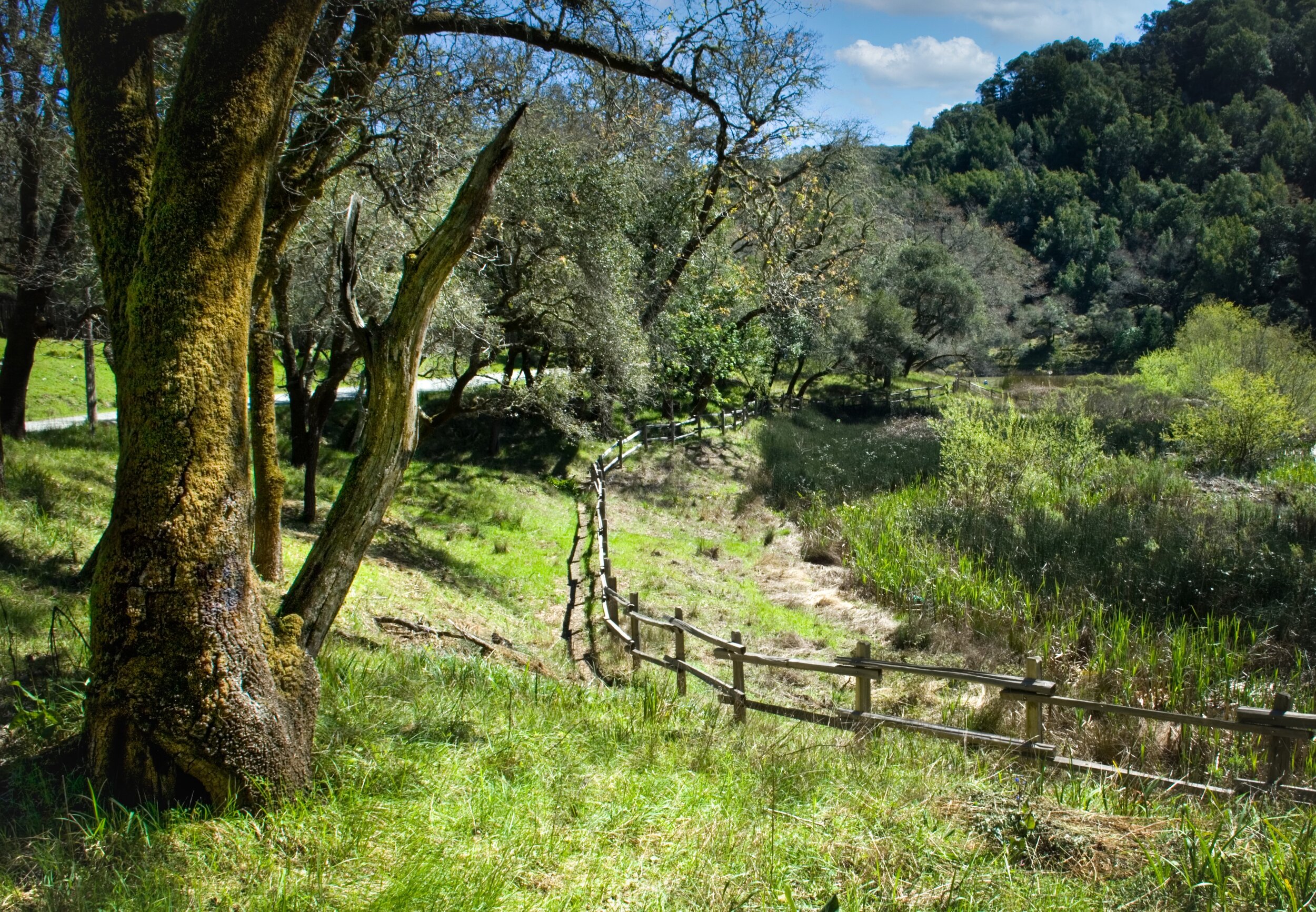 Bucolic Phoenix Lake