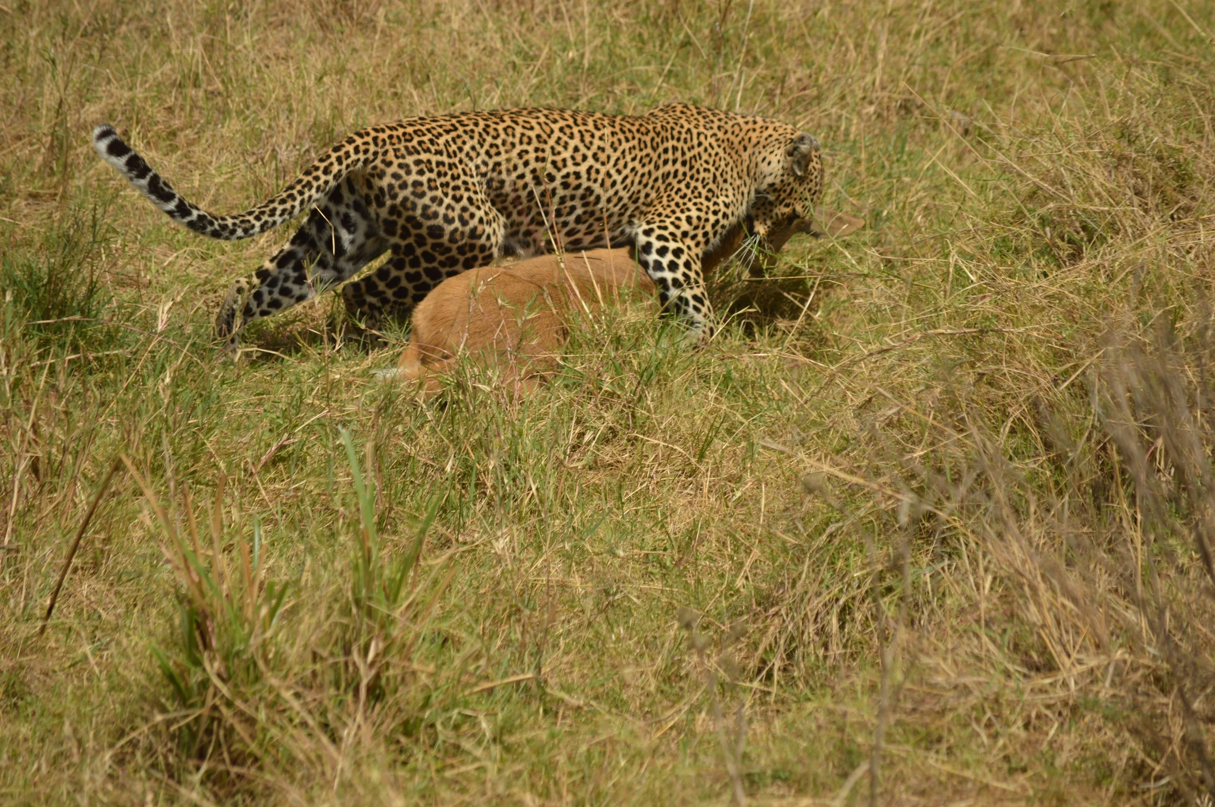 DSC_2558.JPG
