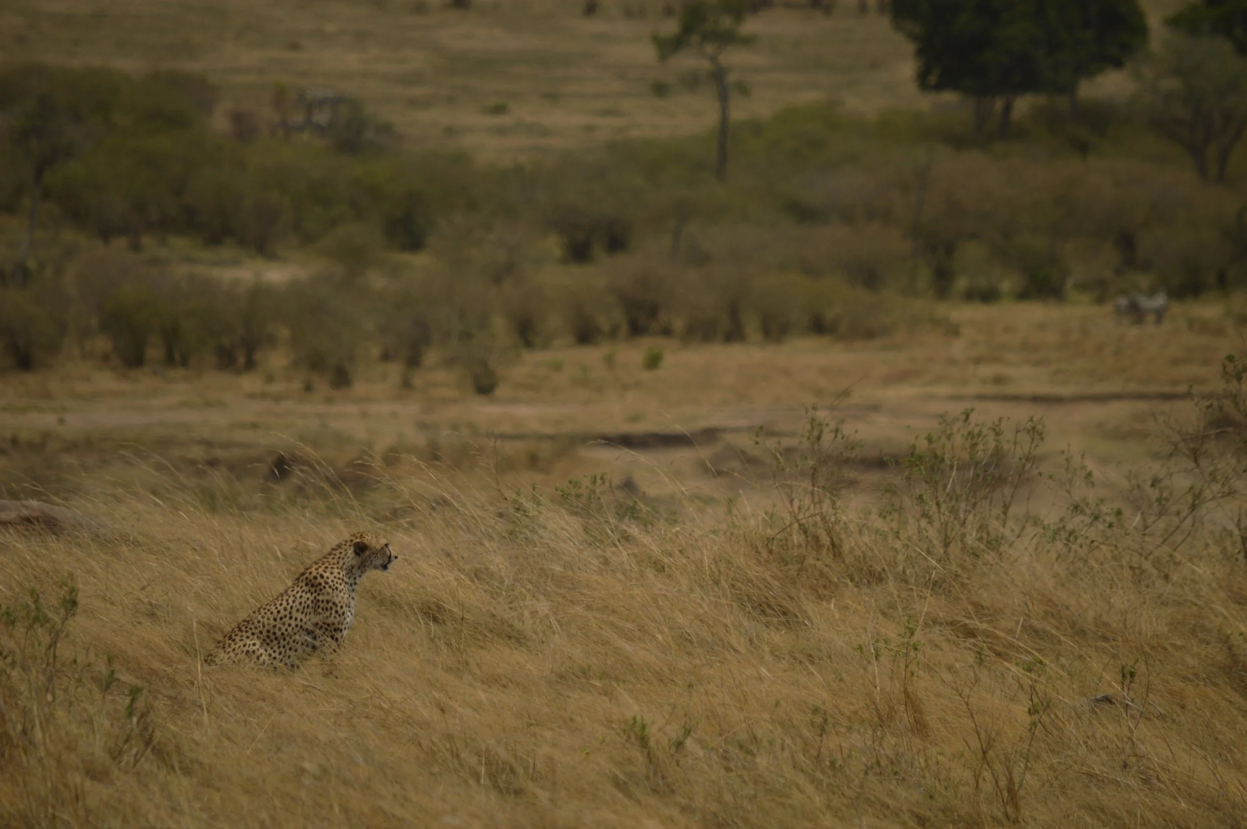DSC_2594.JPG