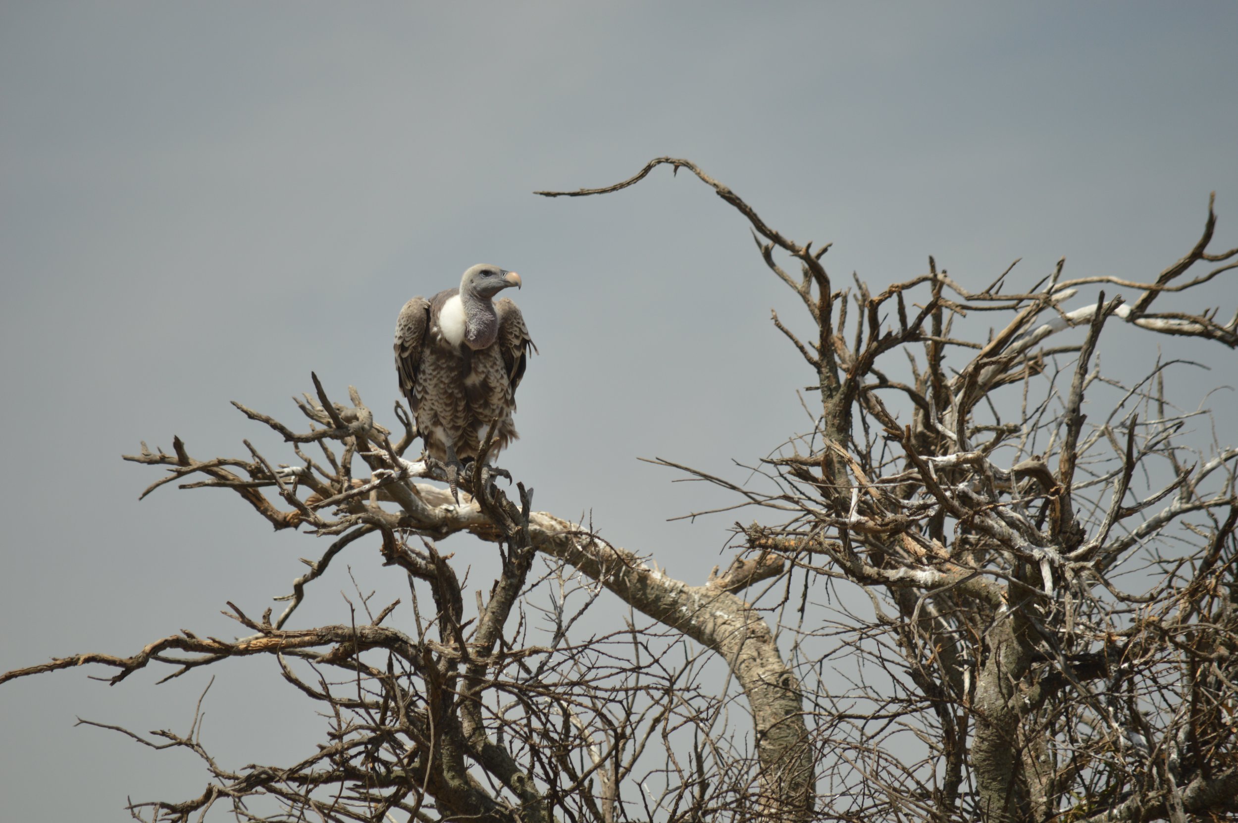 DSC_2536.JPG