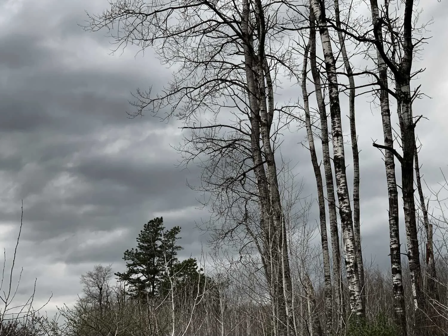 angry-sky-and-trees.jpeg