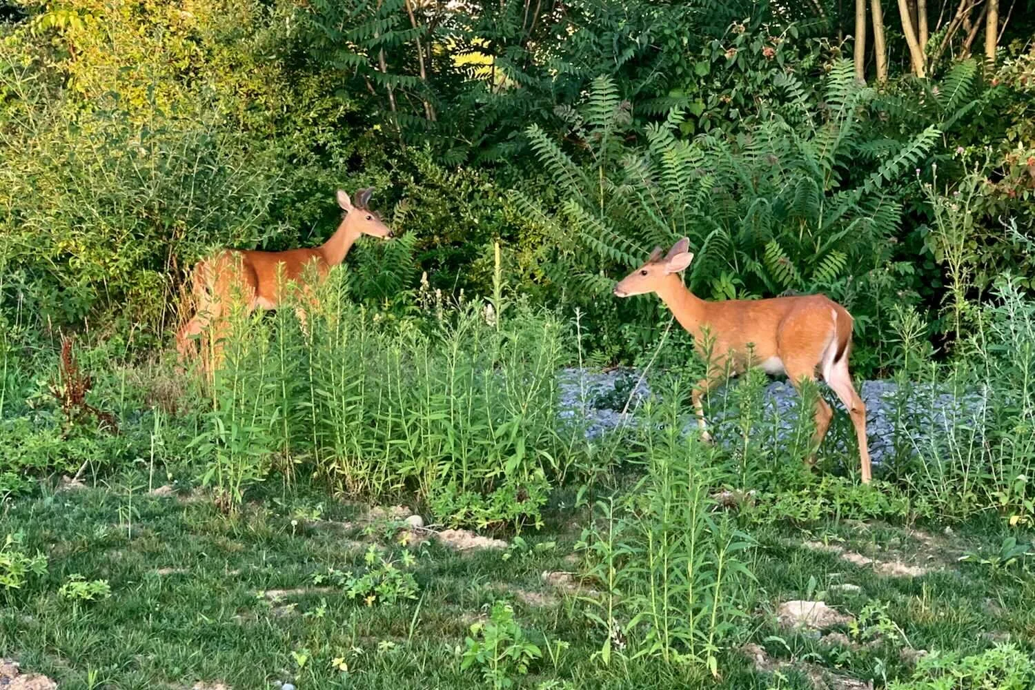 two-young-whitetail-deer-bucks-in-wildflowers.jpeg