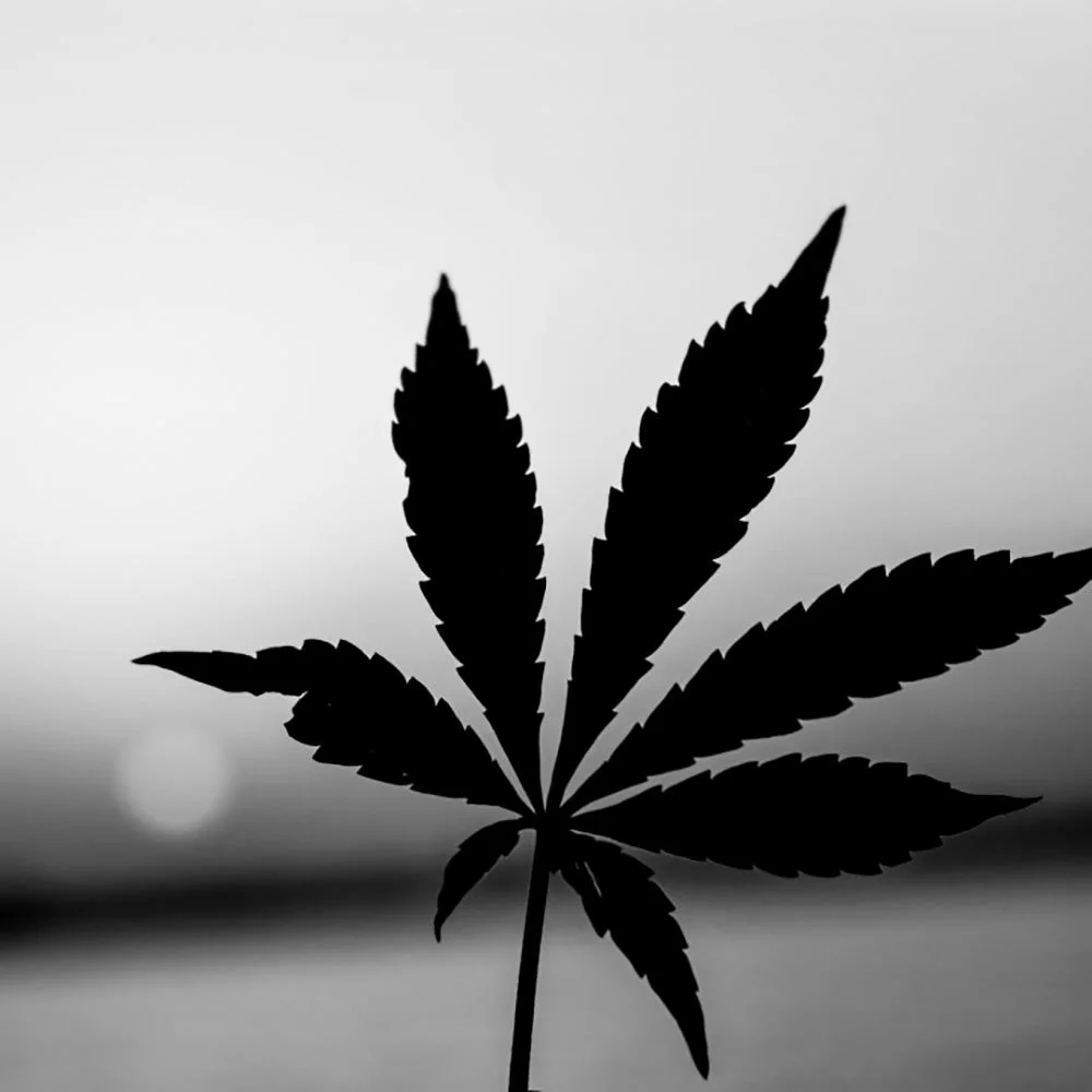 Medical Marijuana and Epilepsy