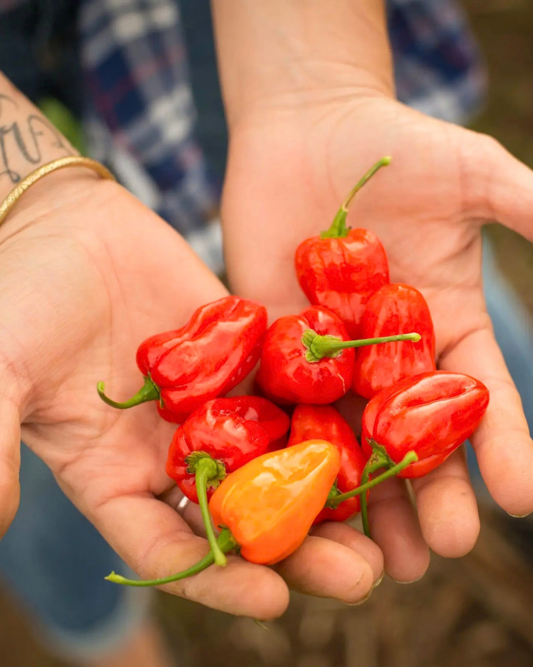 'Notta Hotta' Habanero.png