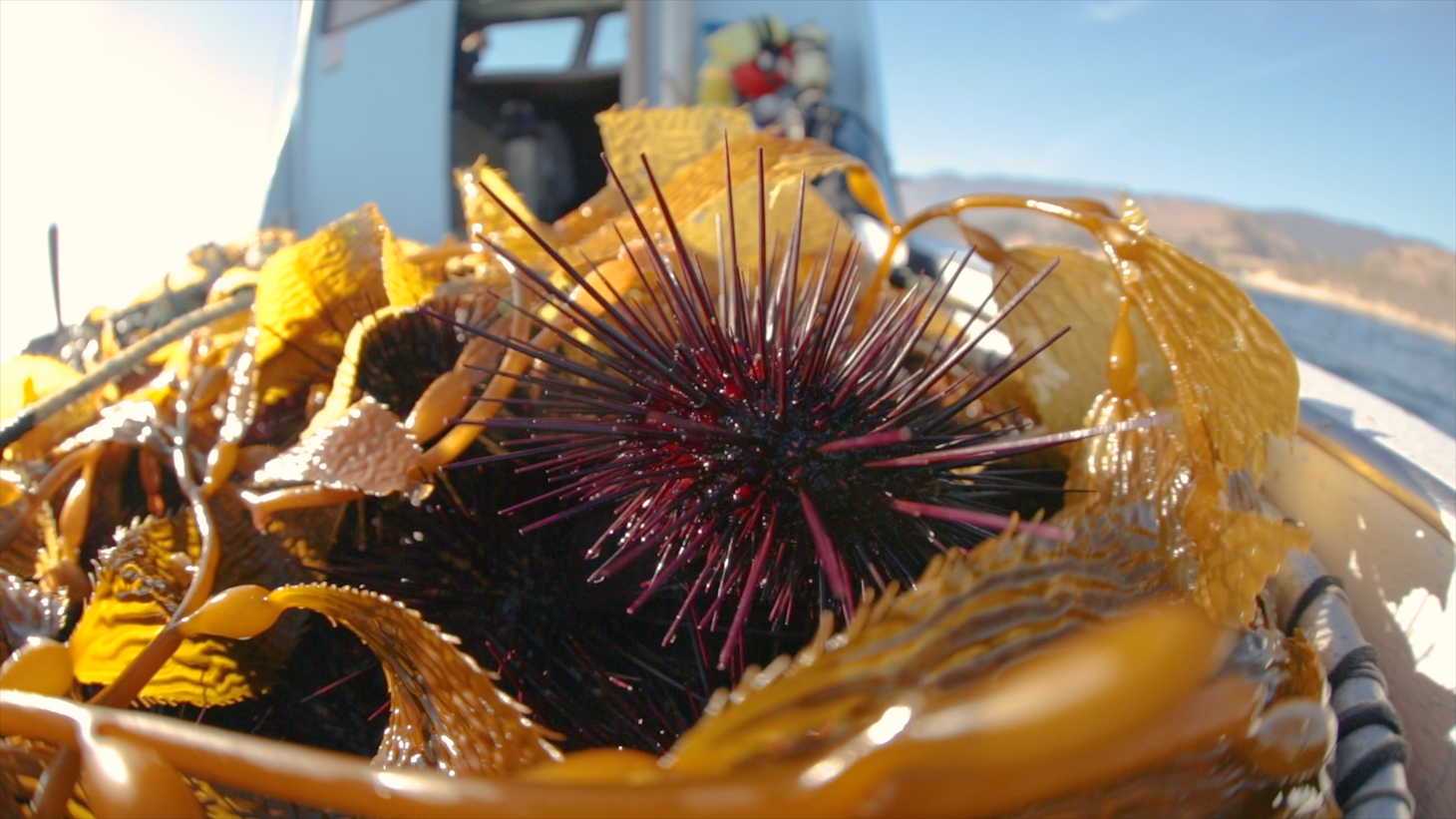 The Delicacy Press - KCRW Interview