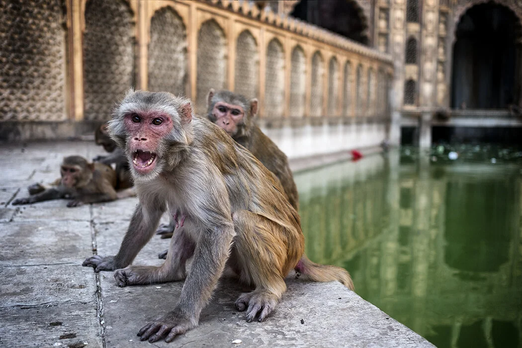 angry monkey.jpg