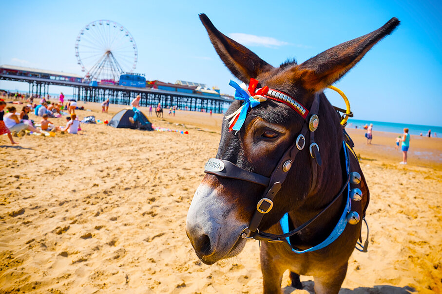 blackpool donkey