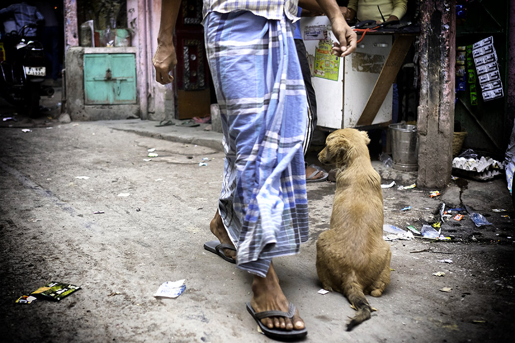 delhi dog