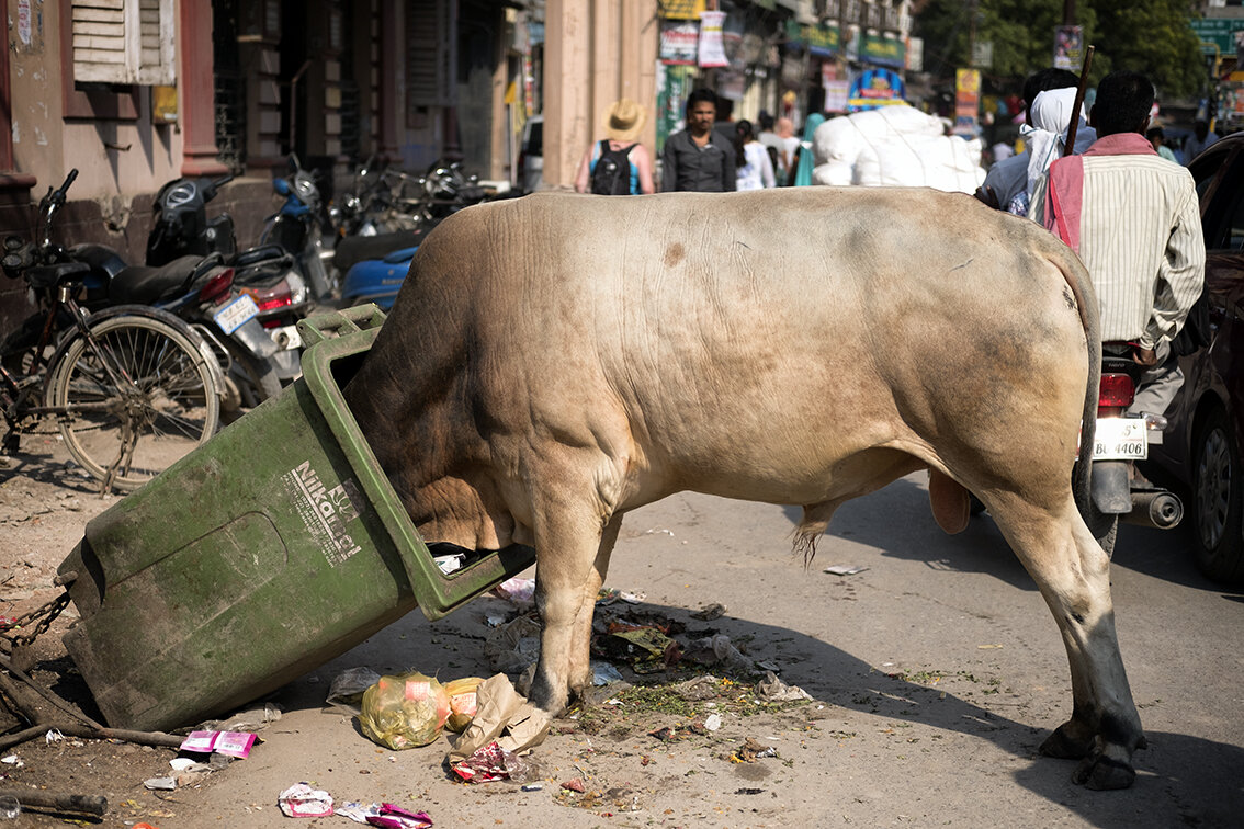 hungry cow