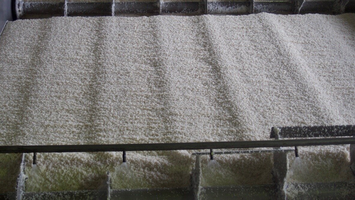 Indica Thai rice that is fermented with Koji to create the Awamori.