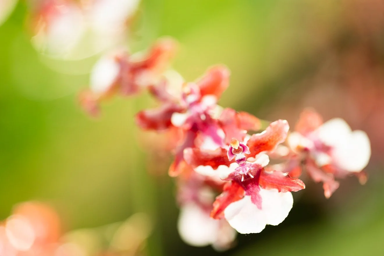 A62O6348.jpg