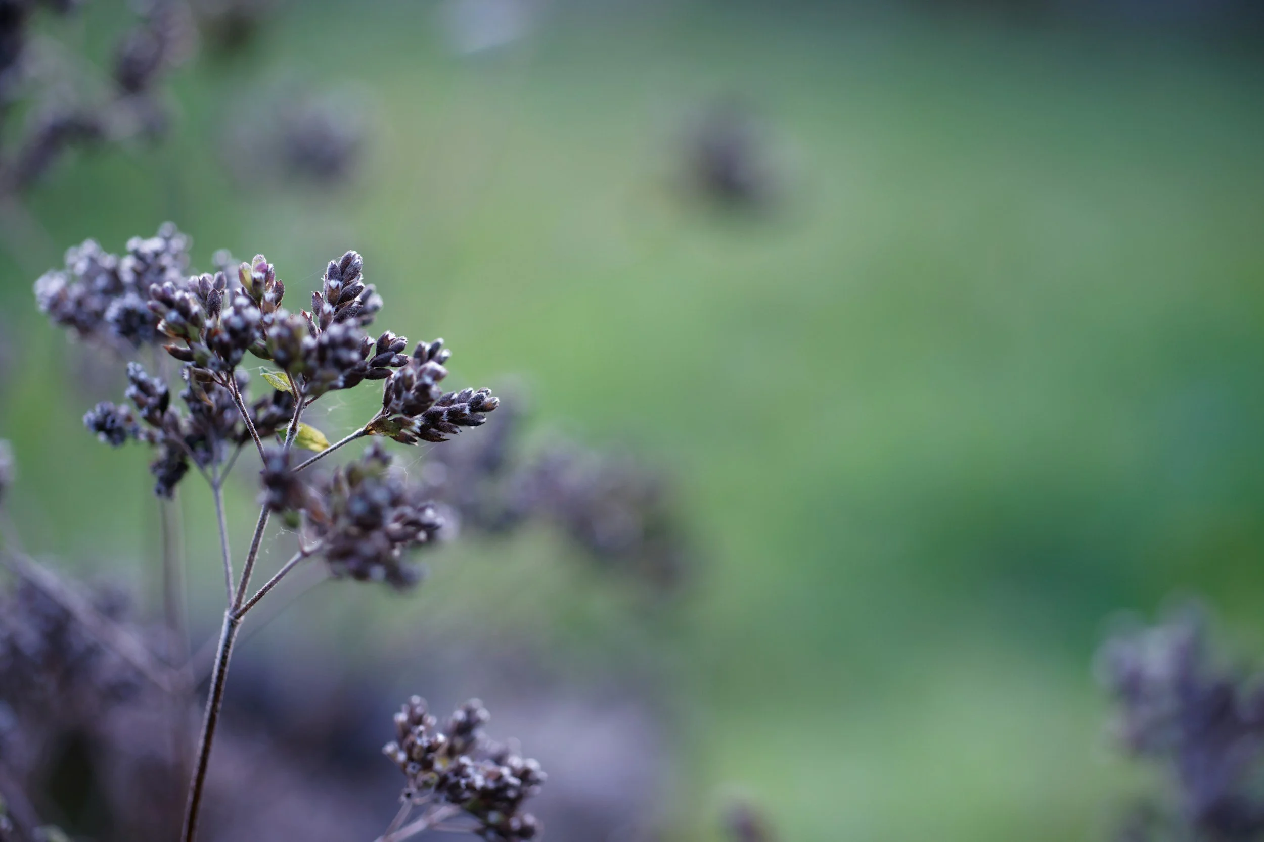 Workshop on Grief and the Nervous System
