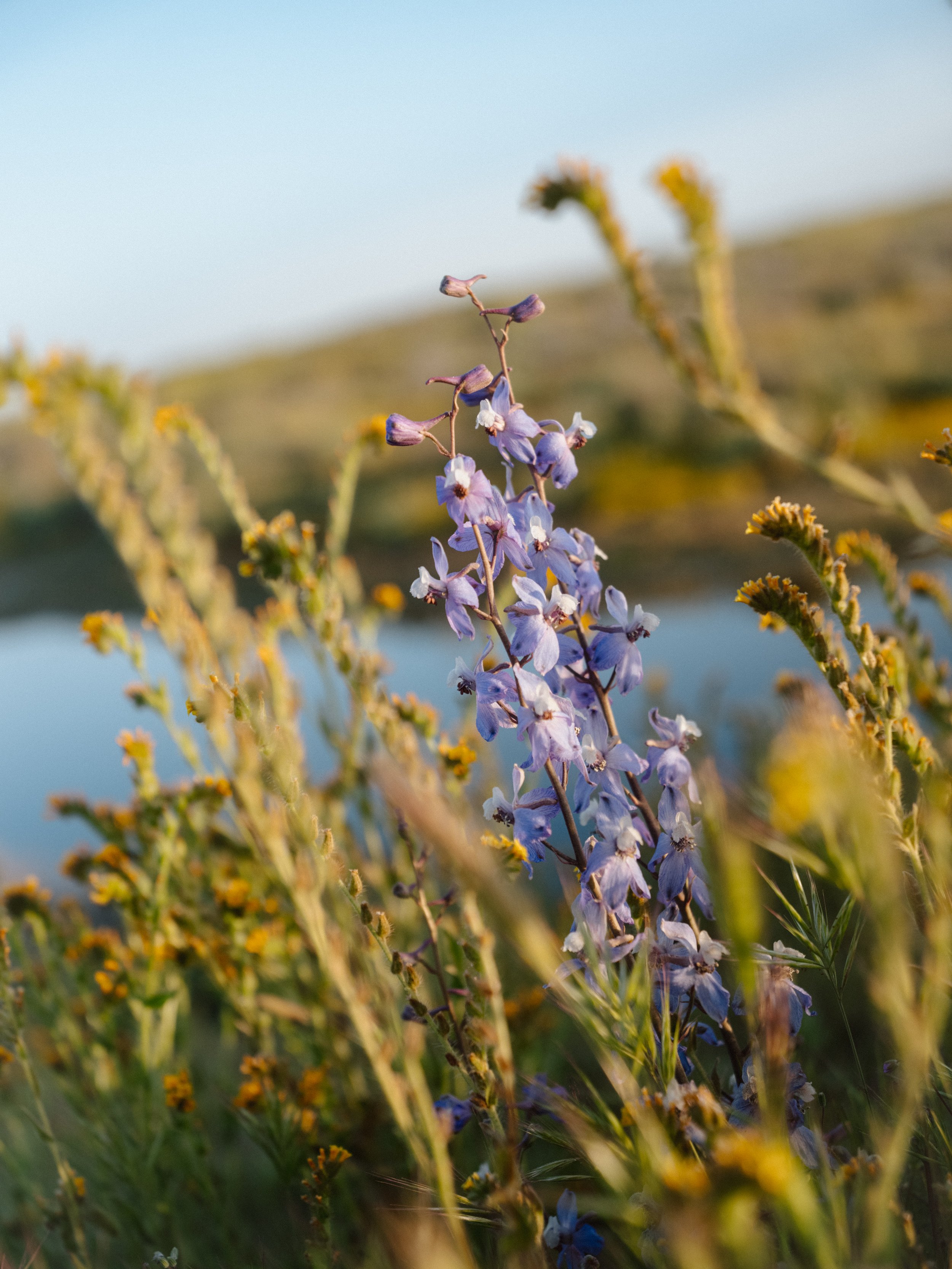 230427_SuperBloom_00321.jpg