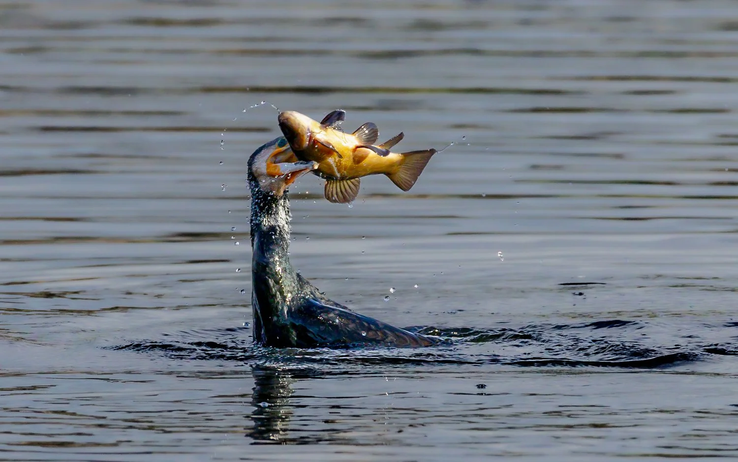 cormorant-2.jpg