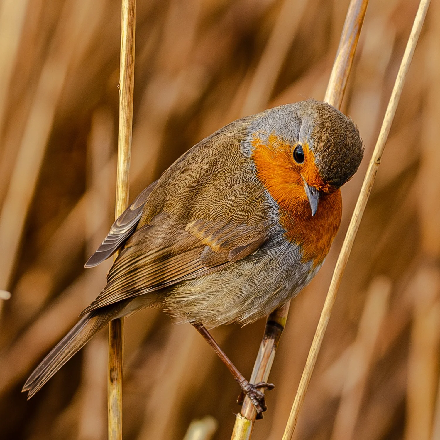 robin 1-10.jpg