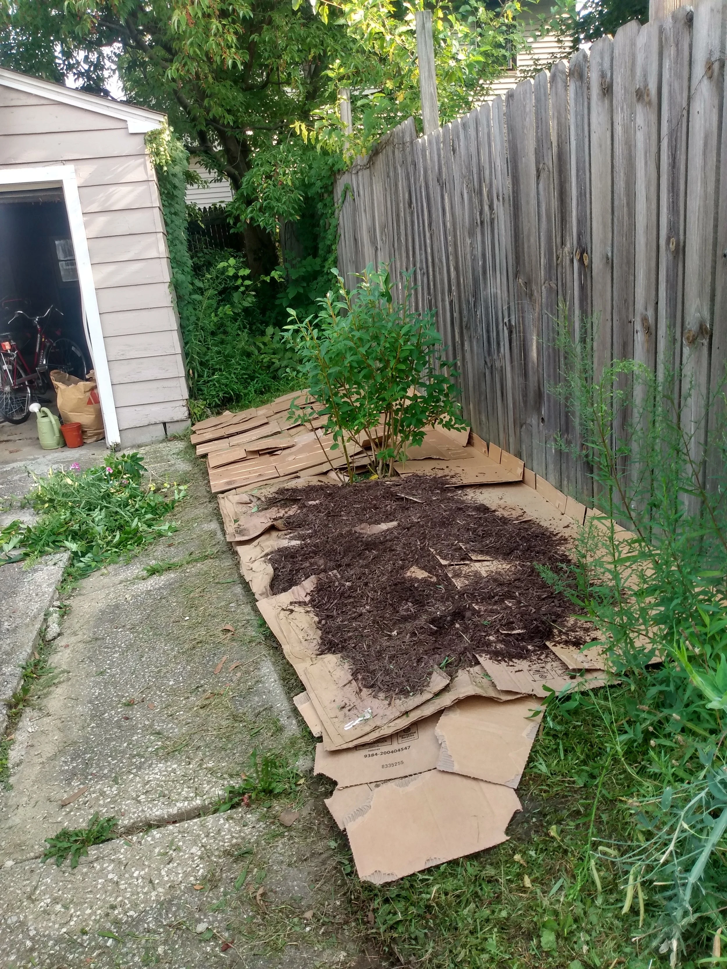 Adventures in sheet mulching