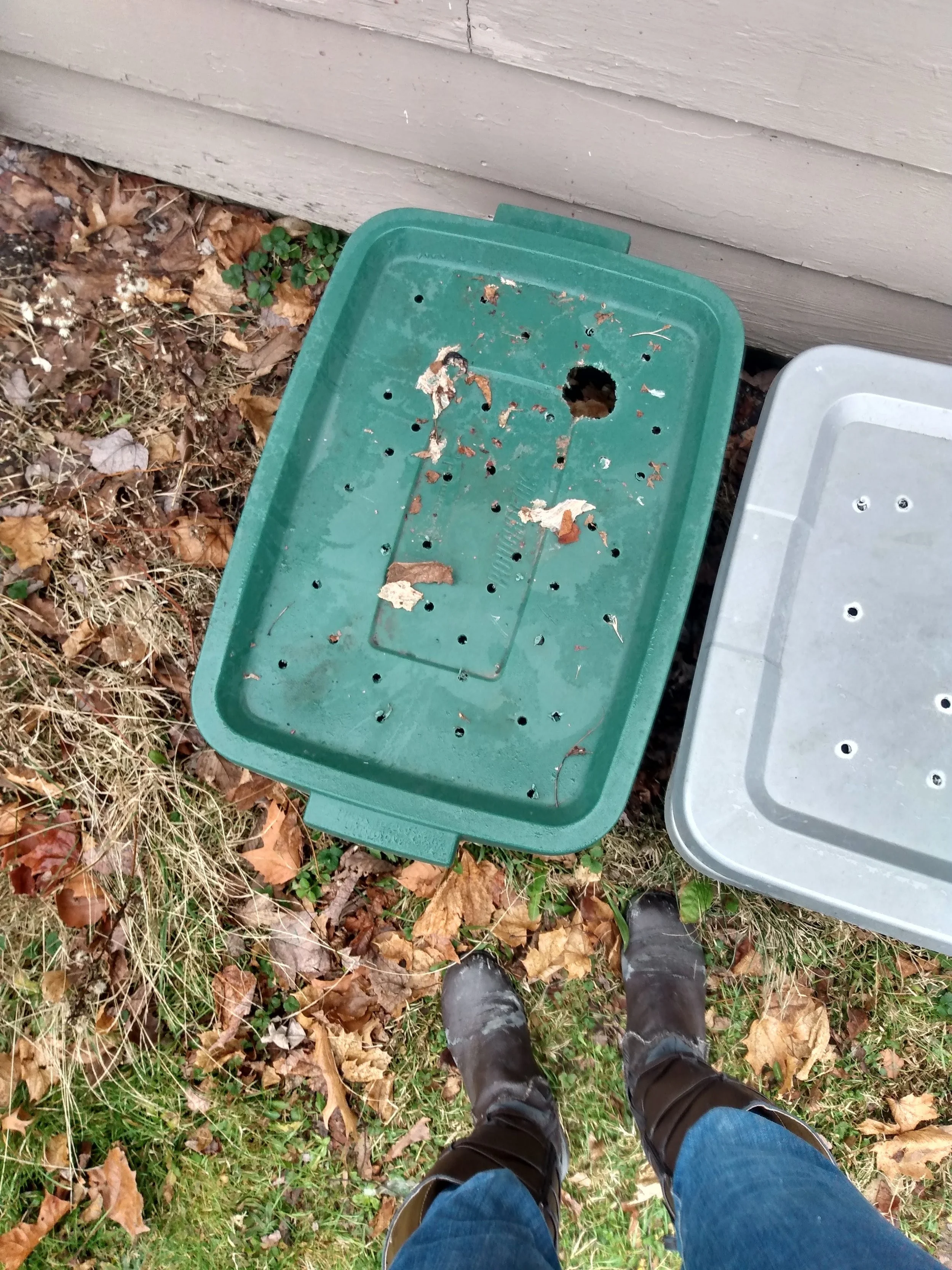 That time a critter chewed a hole to get into one of the compost bins! 