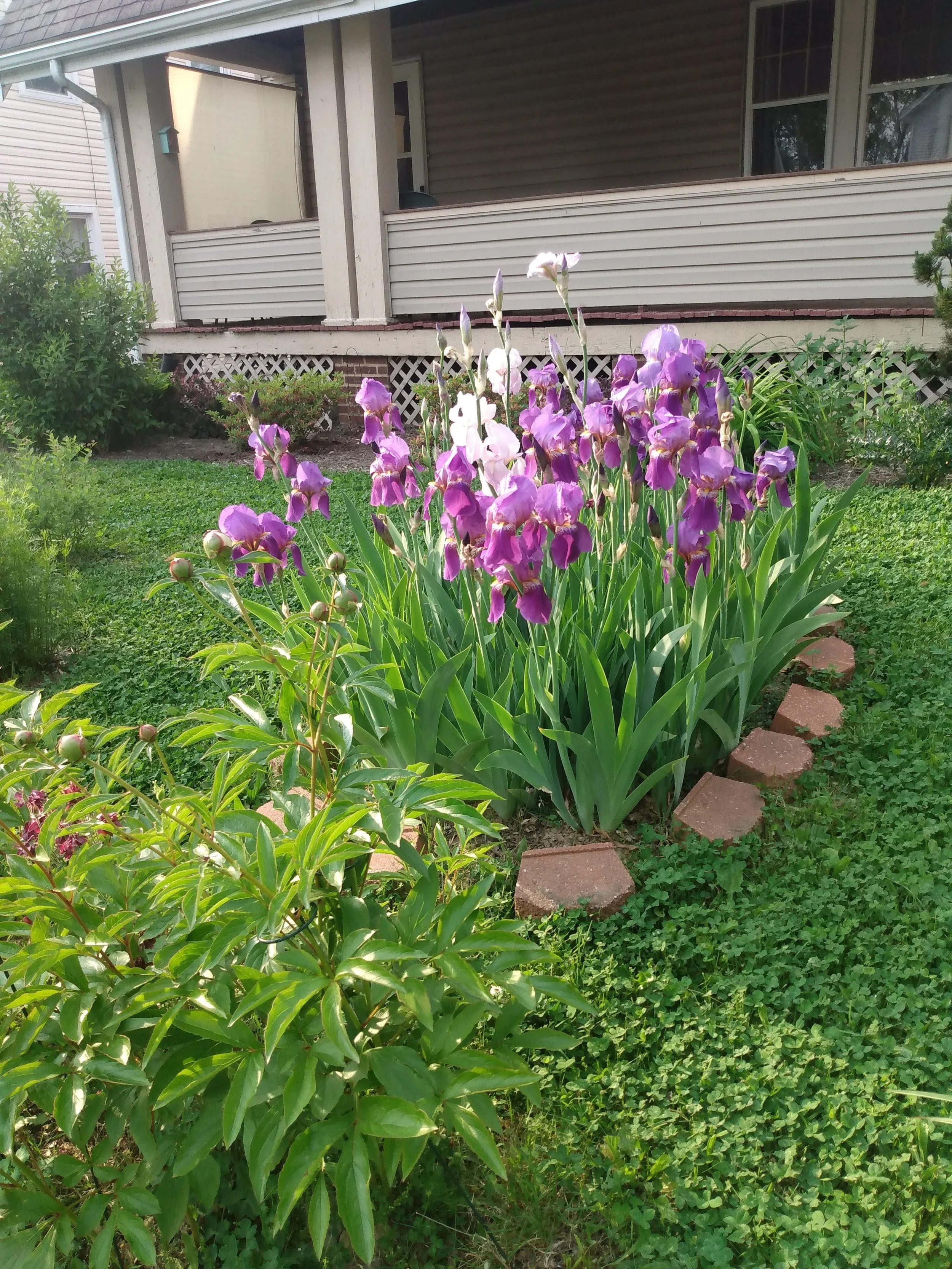 Irises were the first plants to go in (courtesy of Mom's garden). They bloom every May.