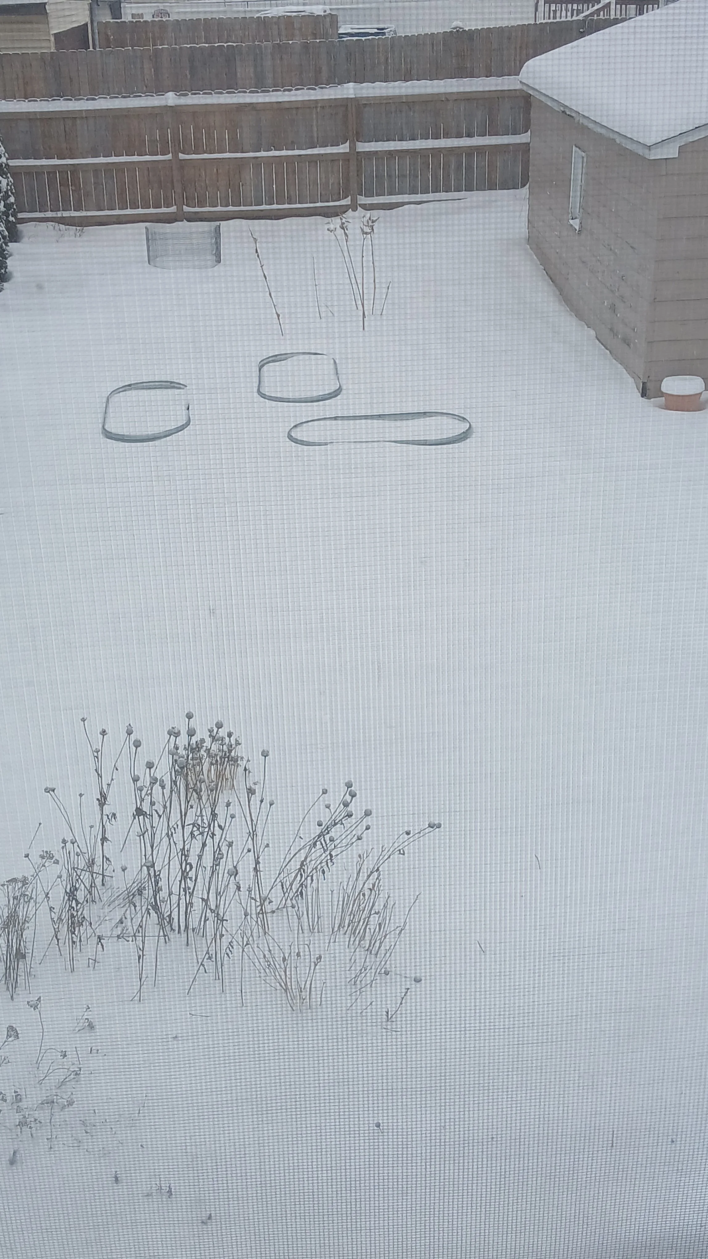 The snow almost reached the top of the raised beds in the back yard! 